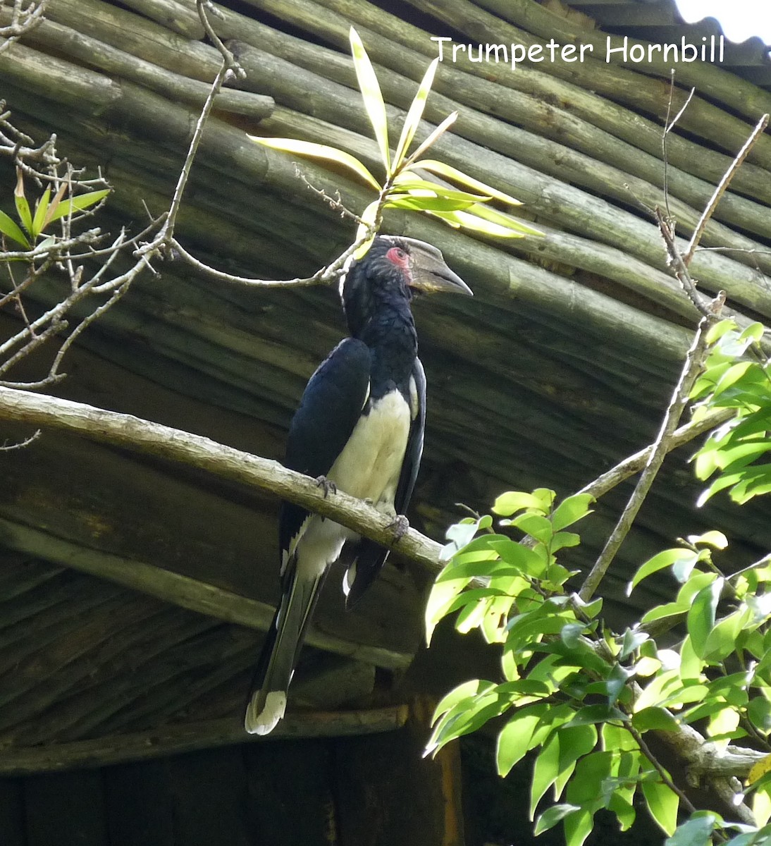 Trumpeter Hornbill - ML614271899