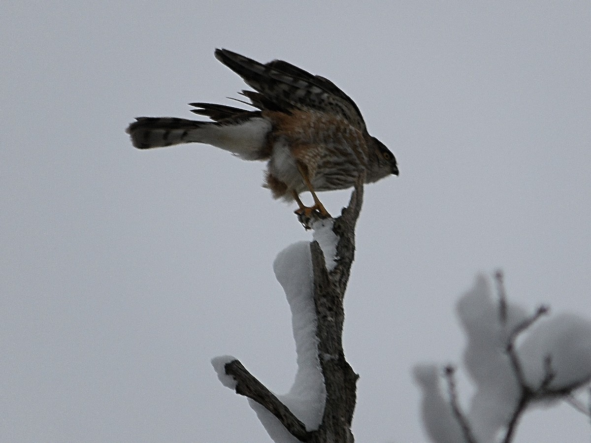 Sharp-shinned Hawk - ML614271905