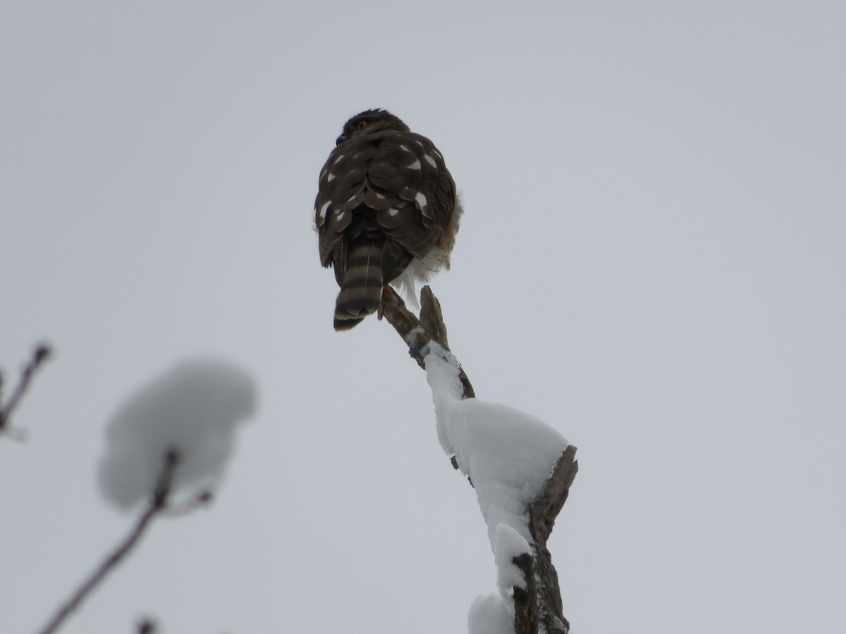 Sharp-shinned Hawk - ML614271907
