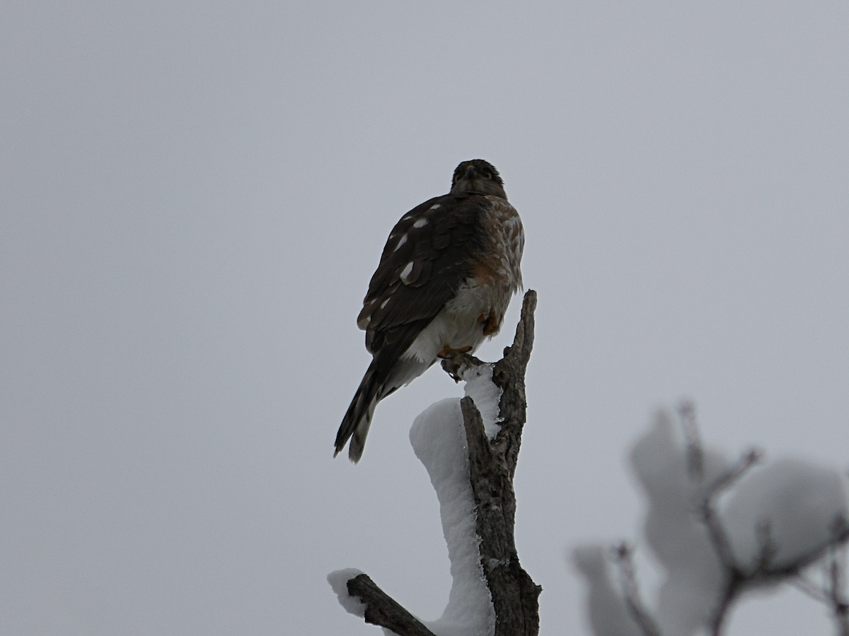 Sharp-shinned Hawk - ML614271908