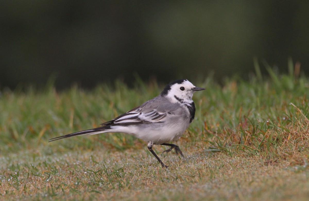 White Wagtail - Nelson Fonseca