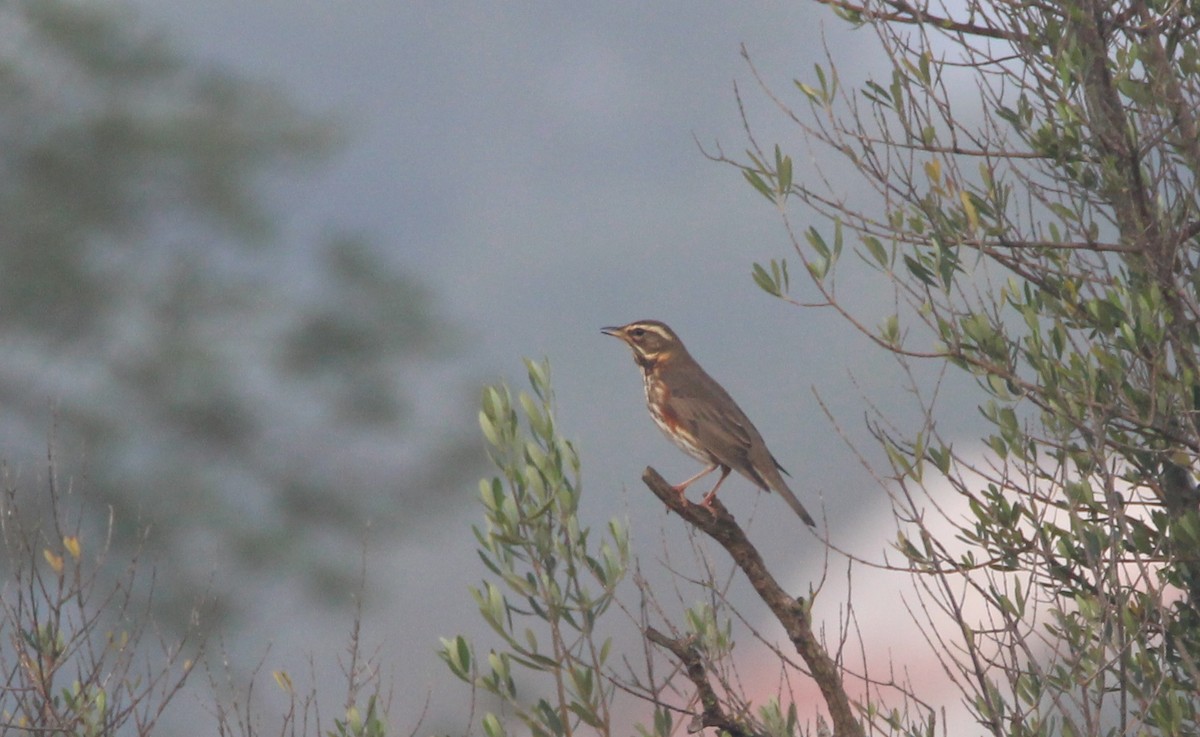 Redwing - ML614271939