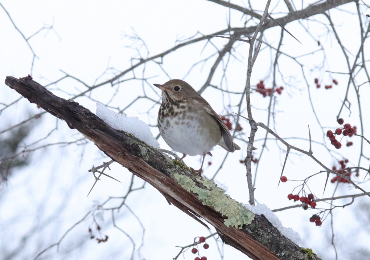 Hermit Thrush - Molly Jacobson