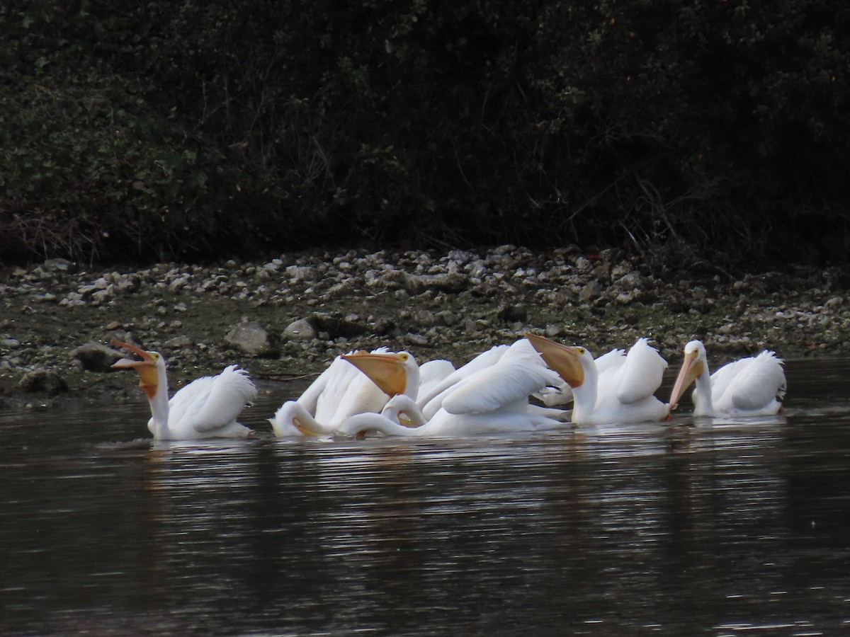 American White Pelican - ML614271981