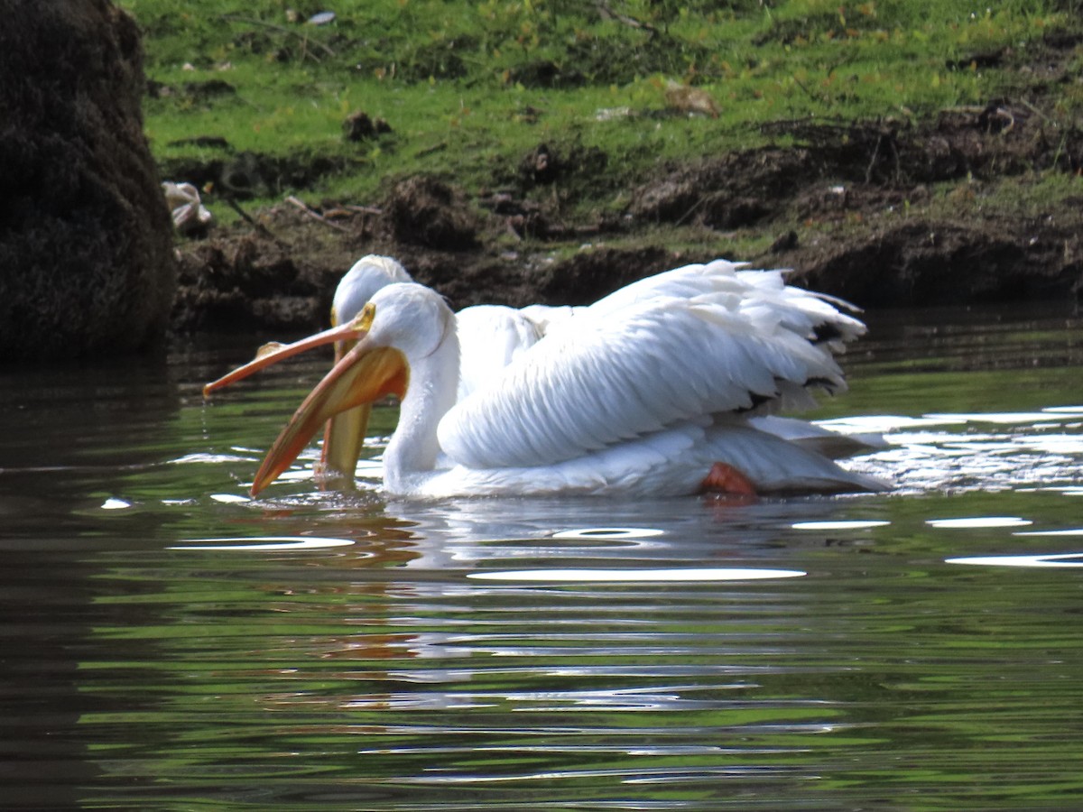 American White Pelican - ML614271985