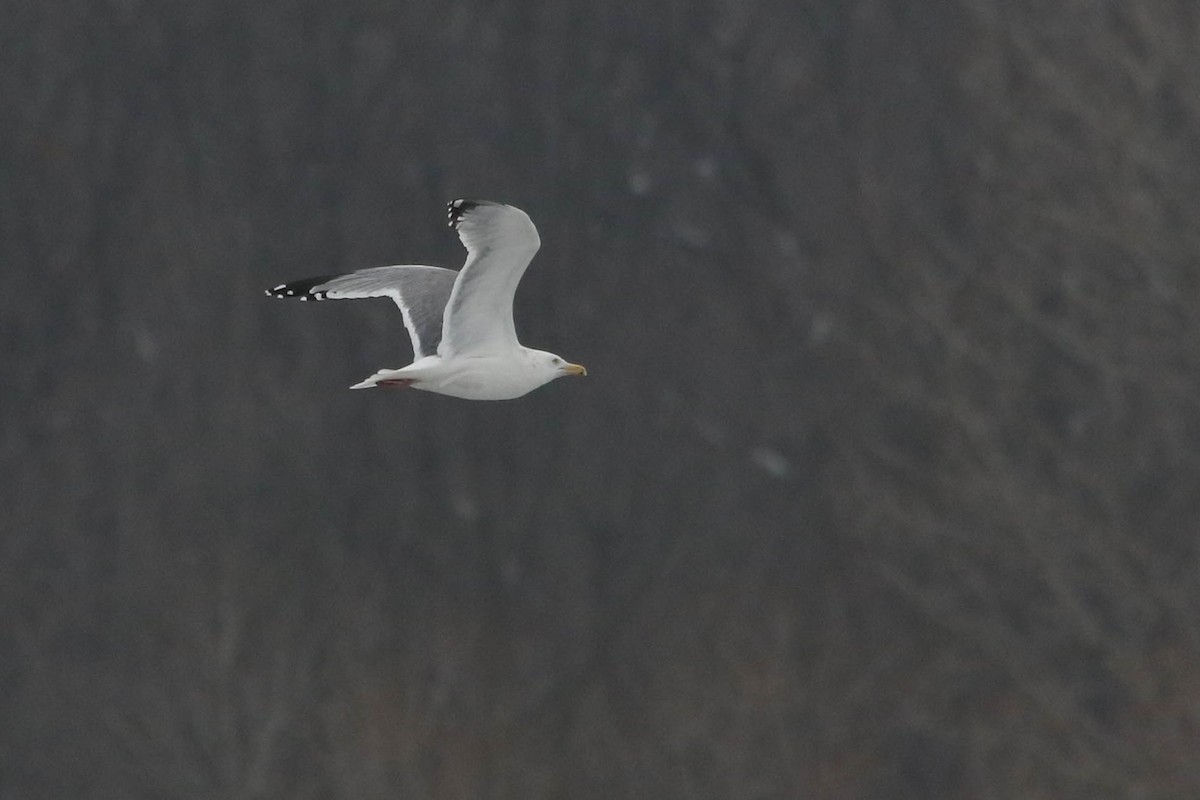 Gaviota (Larus) sp. - ML614272003