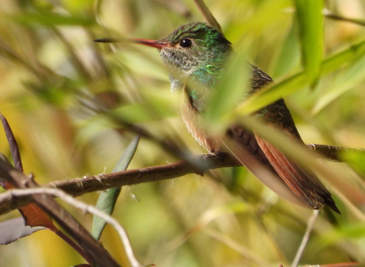 kolibřík yukatanský - ML614272024