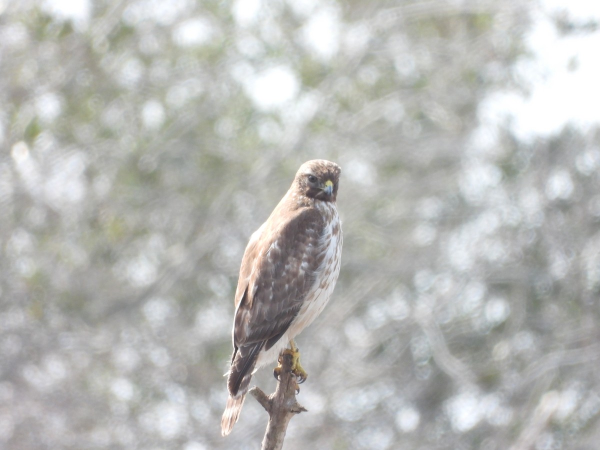 Red-shouldered Hawk - ML614272052