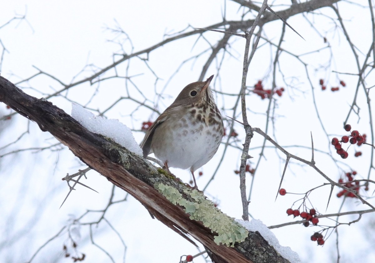 Hermit Thrush - ML614272072