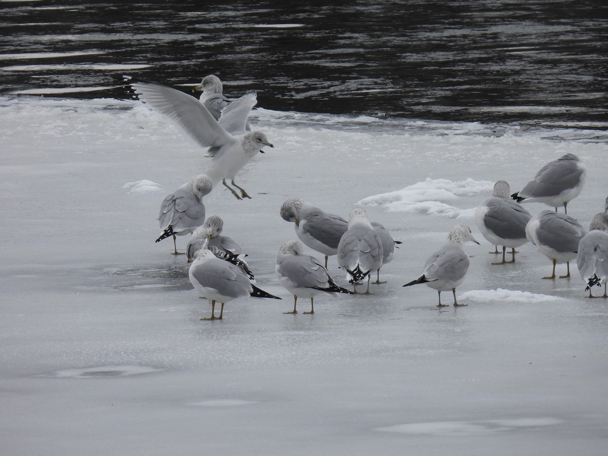 Ring-billed Gull - ML614272125