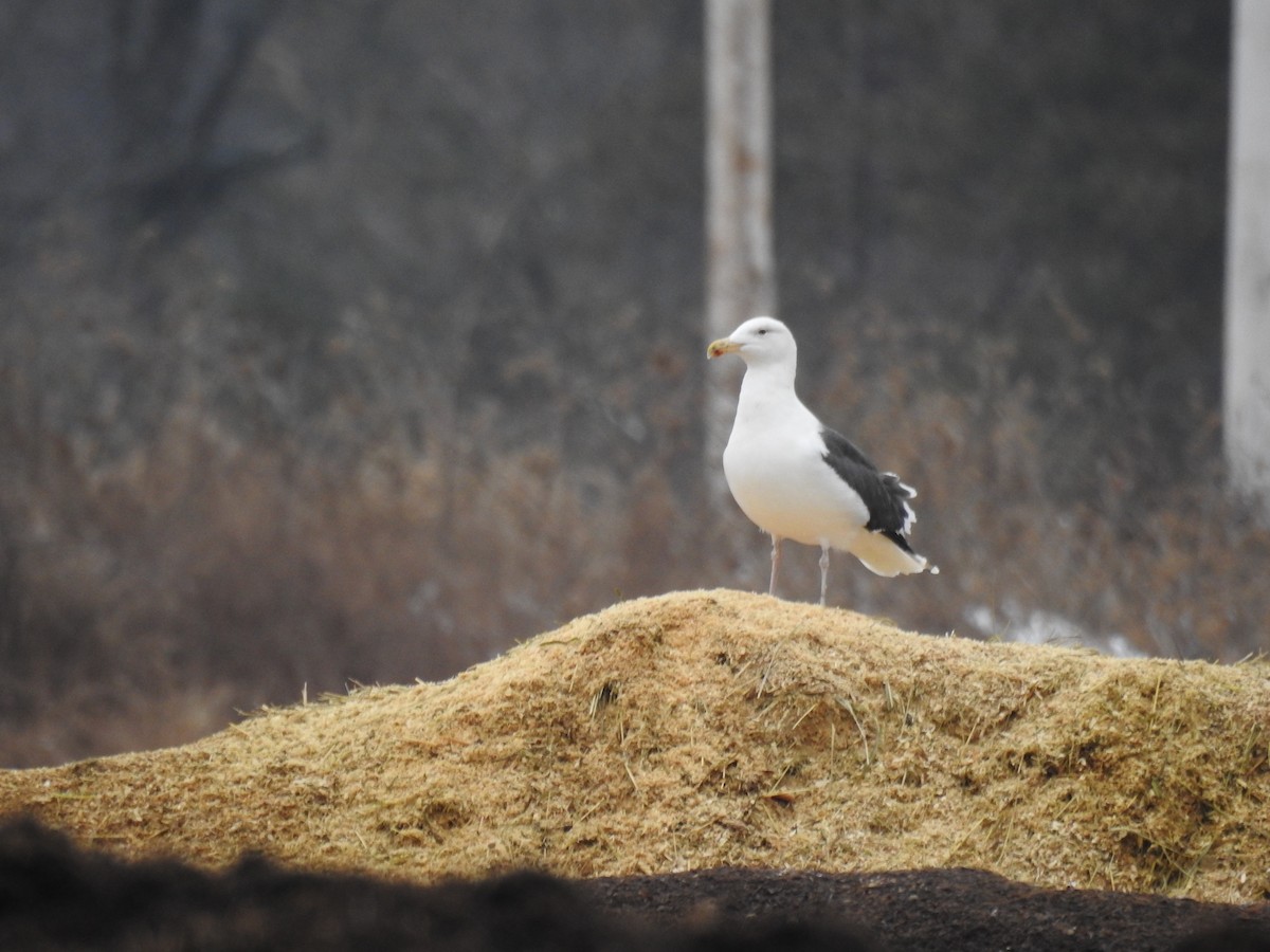 Great Black-backed Gull - ML614272240