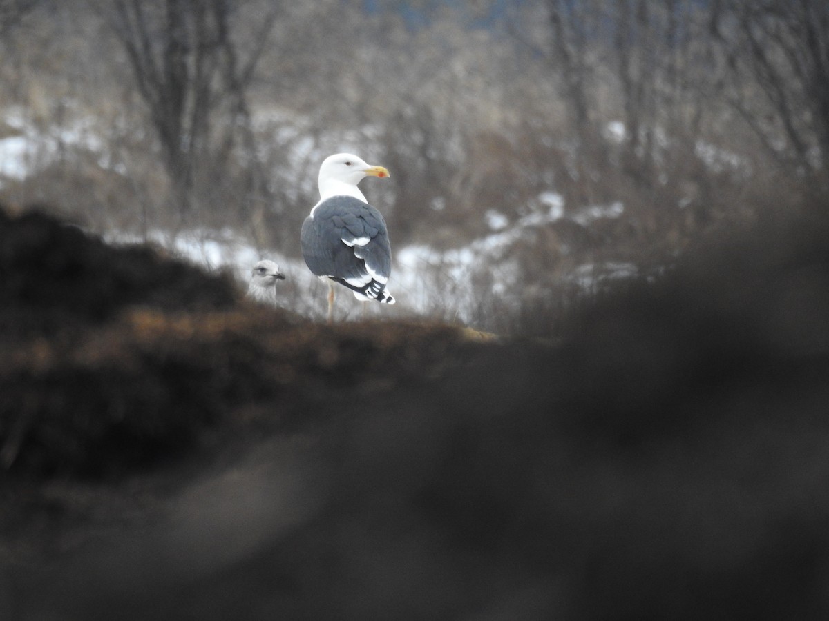 Great Black-backed Gull - ML614272241