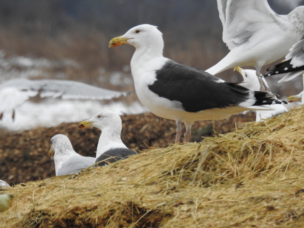 Great Black-backed Gull - ML614272242