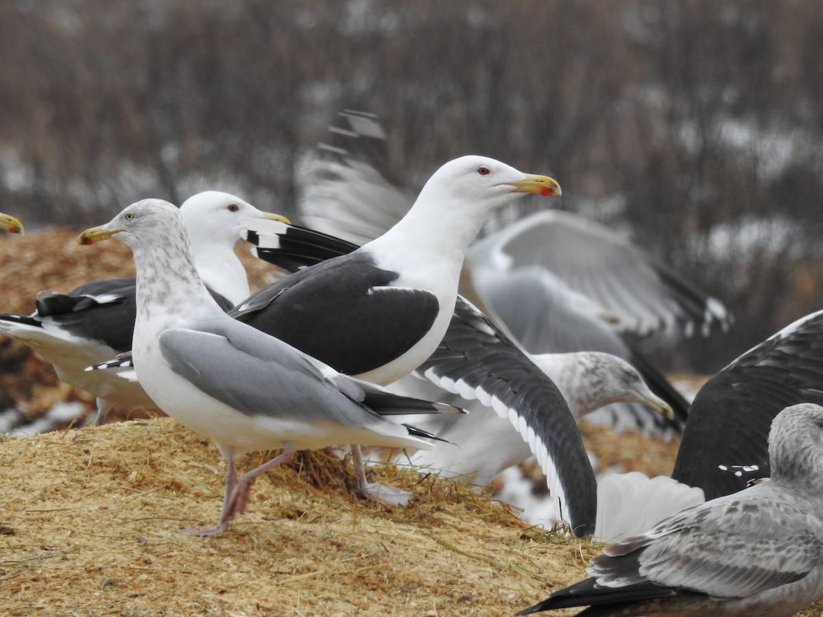 Great Black-backed Gull - ML614272243