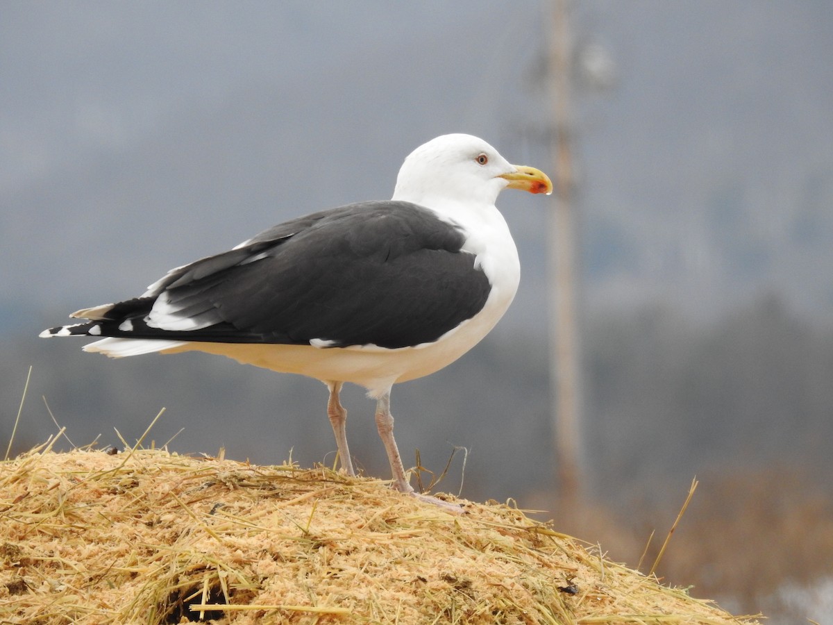 Great Black-backed Gull - ML614272244