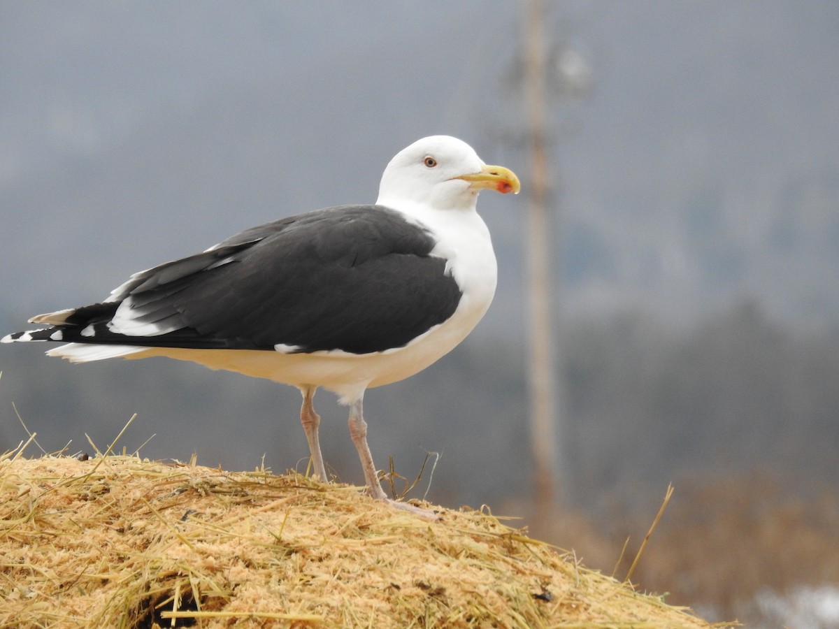 Great Black-backed Gull - ML614272245