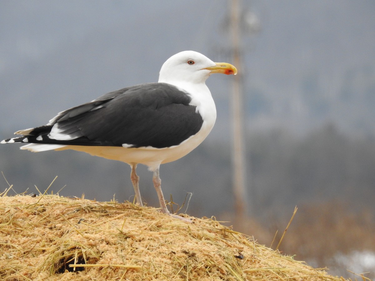 Great Black-backed Gull - ML614272246