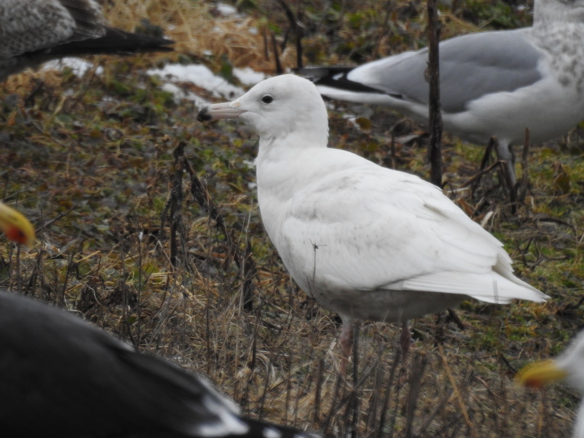 Glaucous Gull - ML614272248