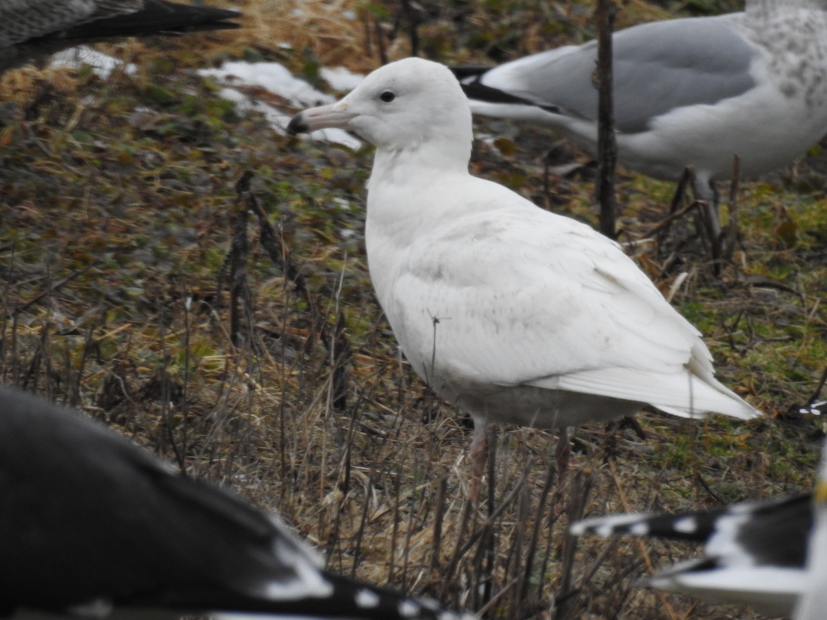 Glaucous Gull - ML614272249