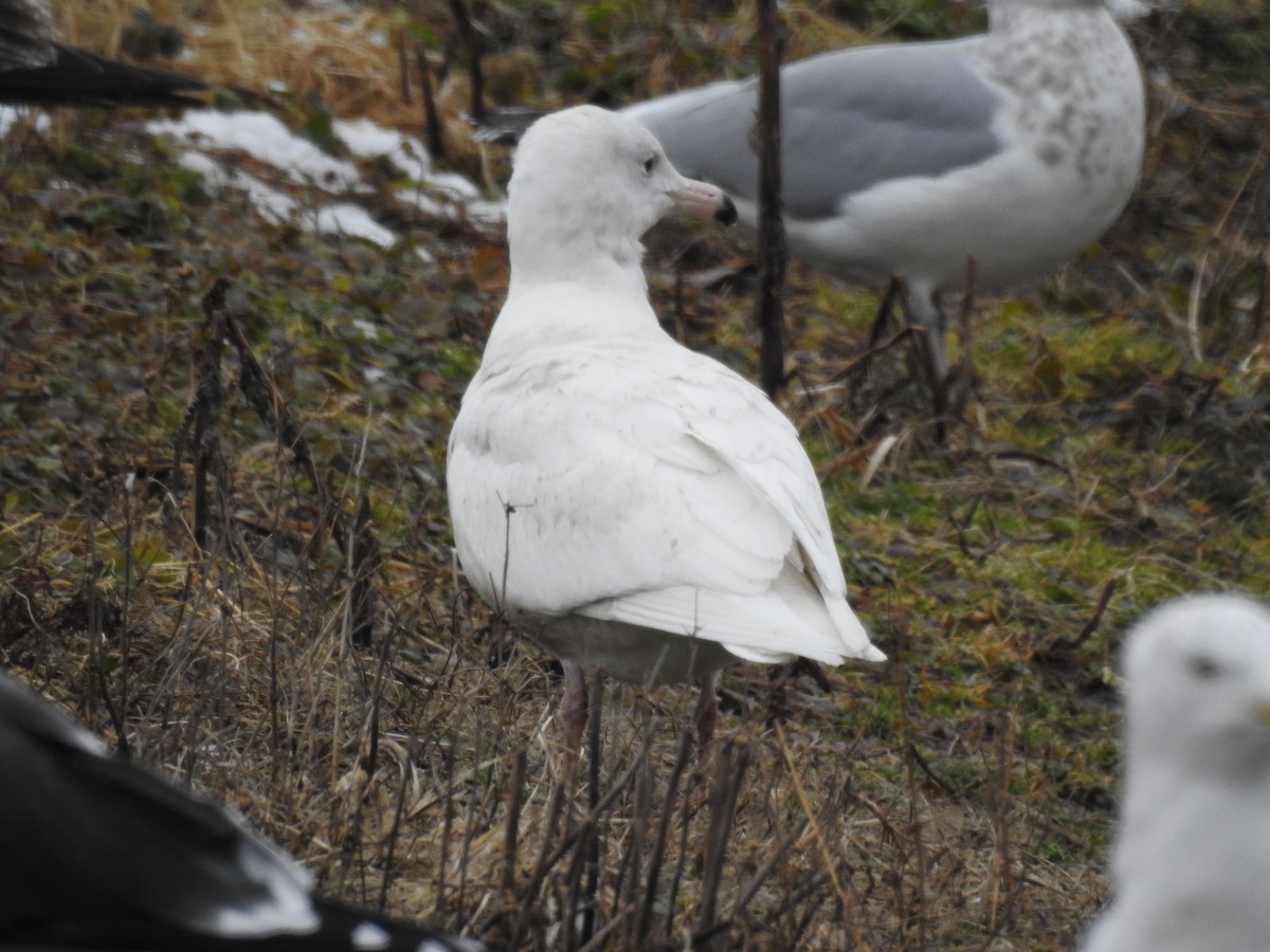 Glaucous Gull - ML614272250