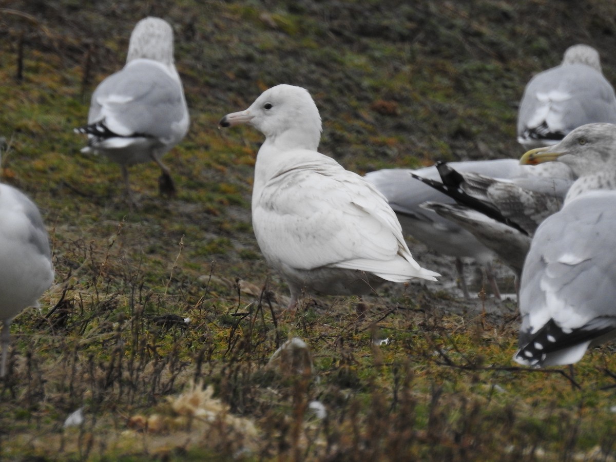 Glaucous Gull - ML614272251