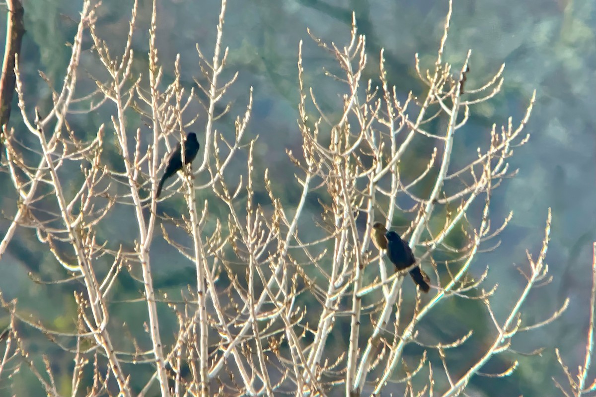 Great-tailed Grackle - ML614272259