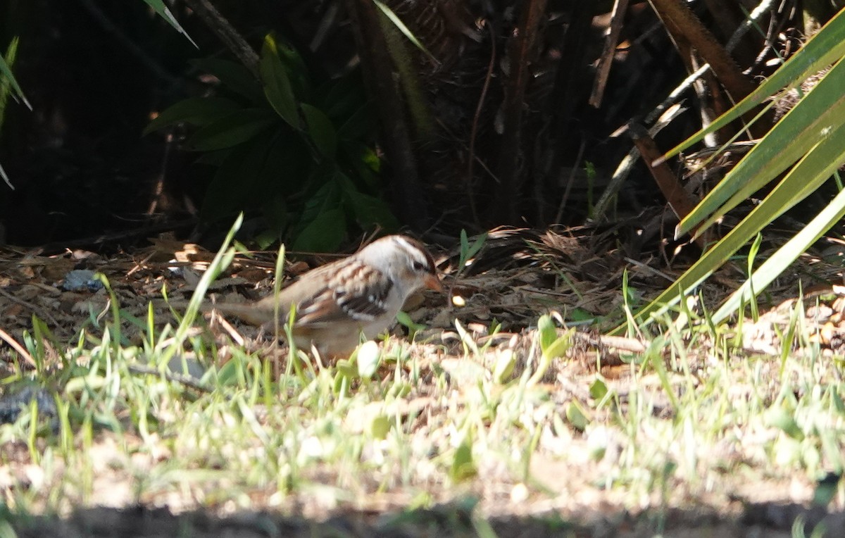 White-crowned Sparrow - ML614272338