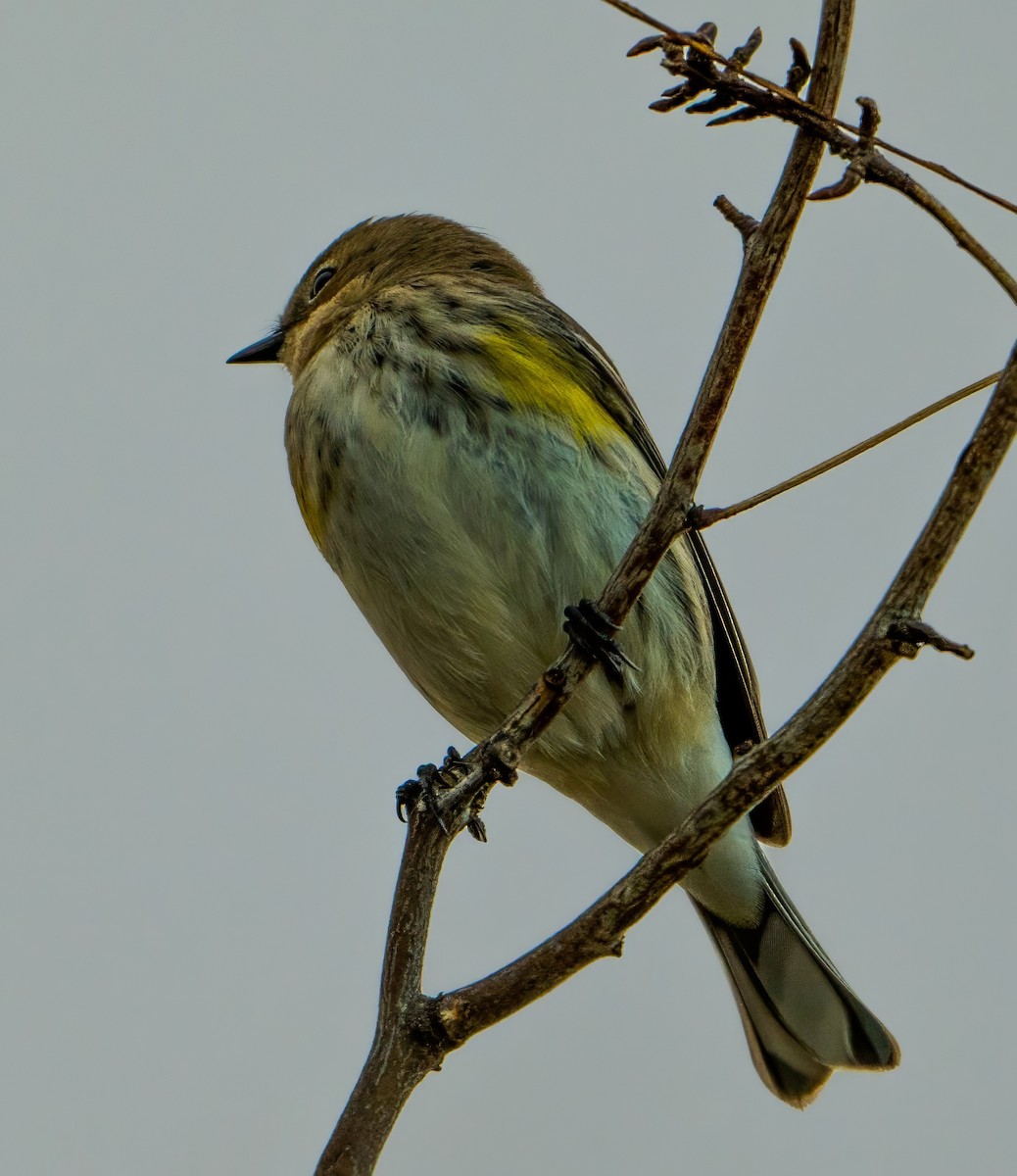 Yellow-rumped Warbler - ML614272361