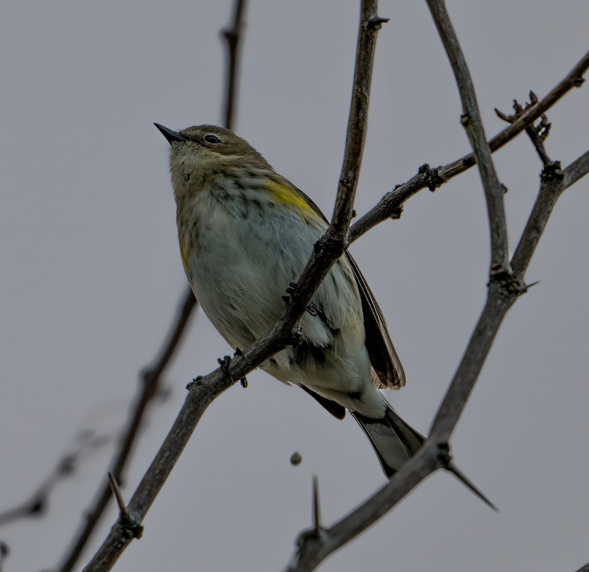 Yellow-rumped Warbler - ML614272362