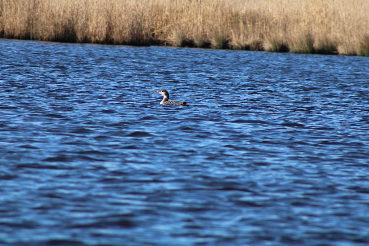 Common Loon - Debra Swinford