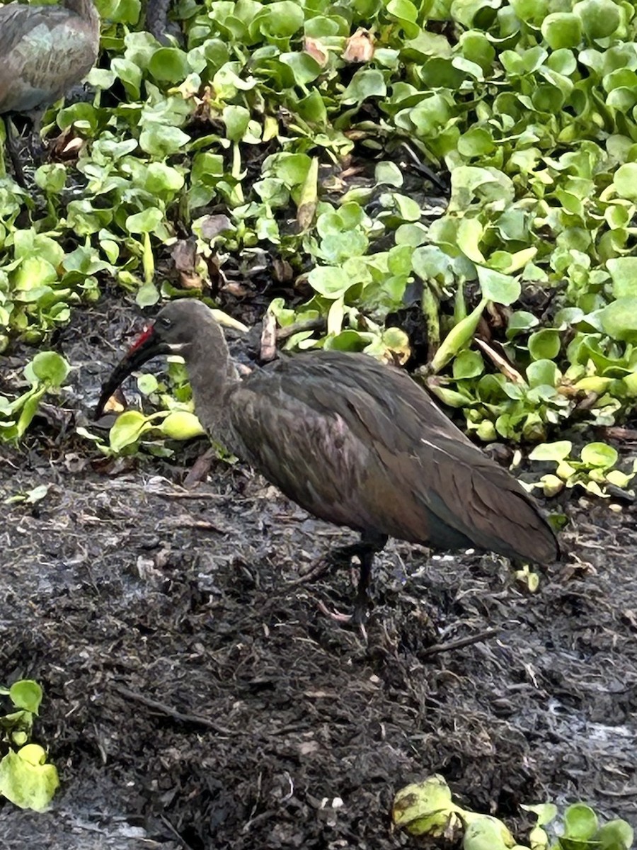 Ibis hagedash - ML614272387