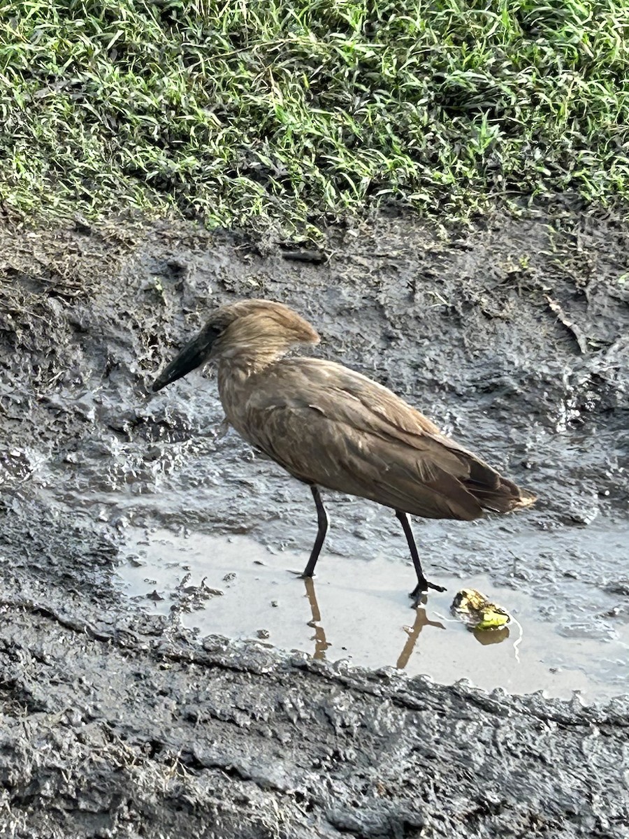 Hamerkop - ML614272392