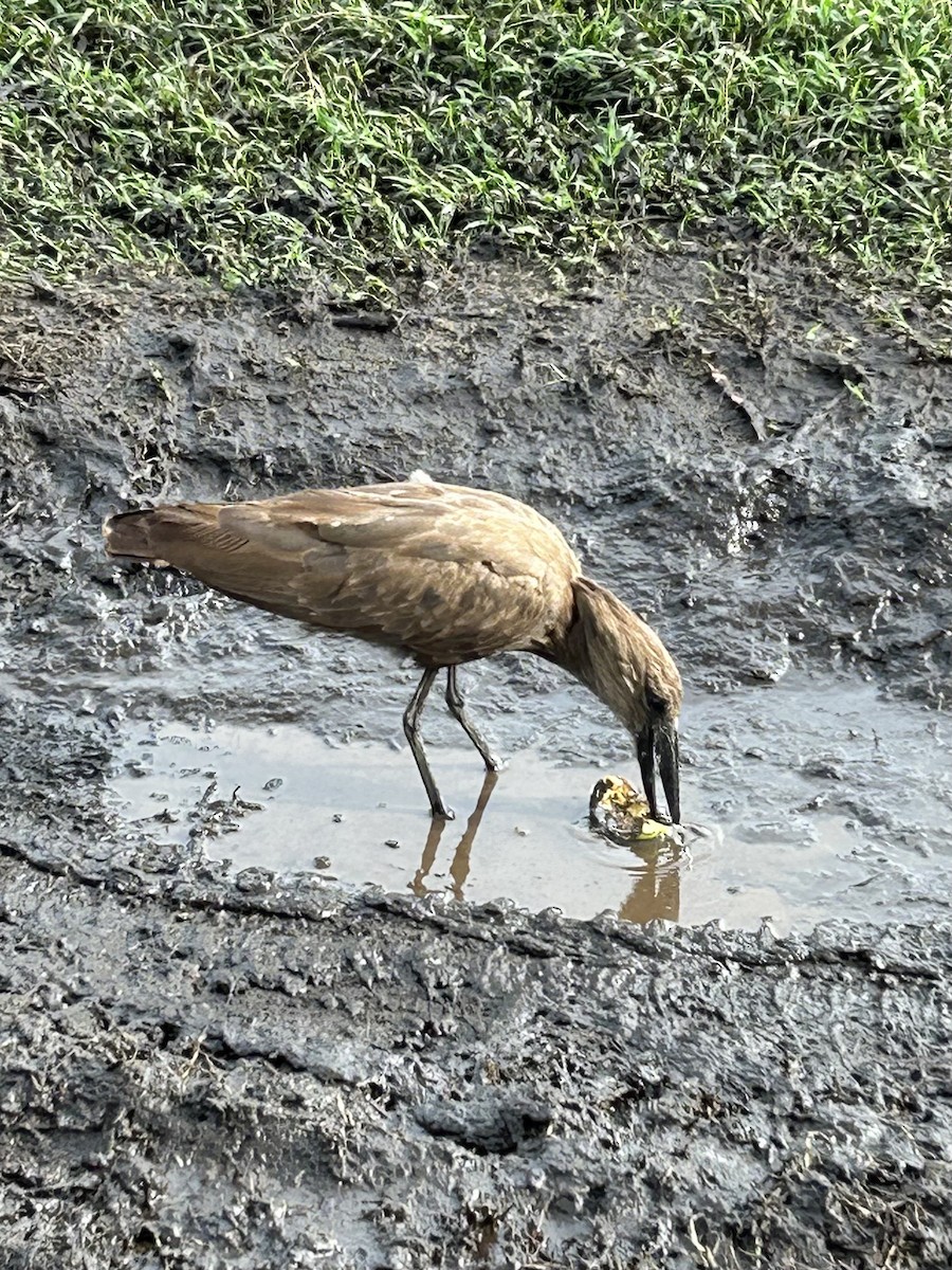 Hamerkop - ML614272393