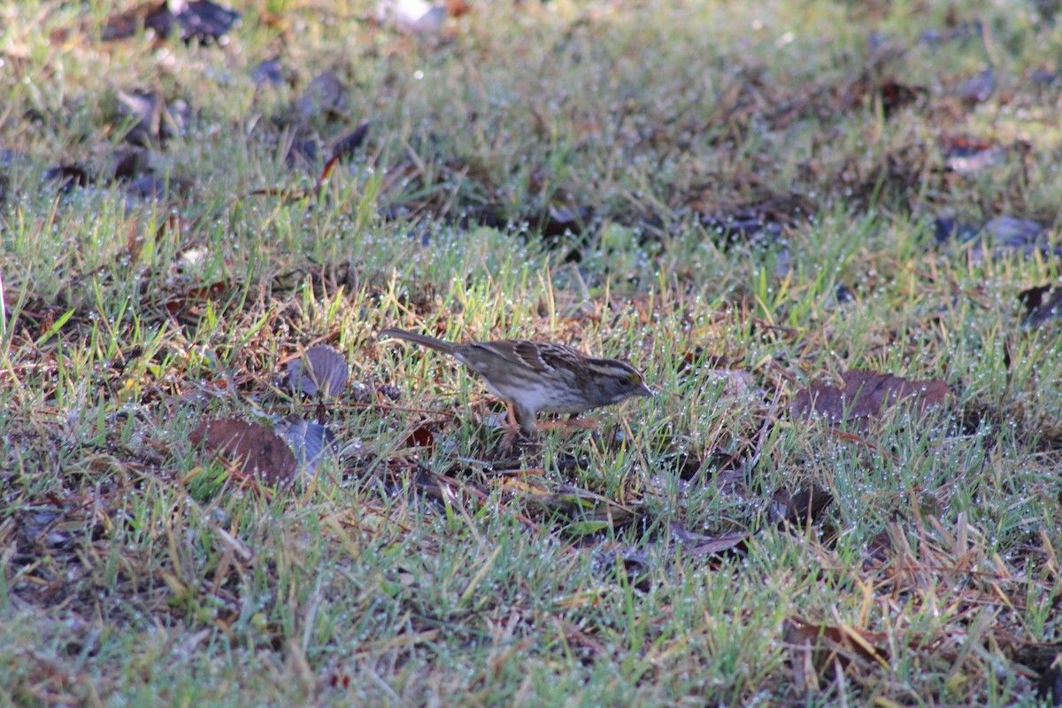 White-throated Sparrow - ML614272506