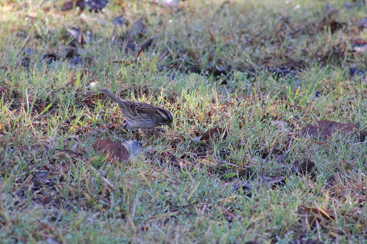 White-throated Sparrow - Debra Swinford