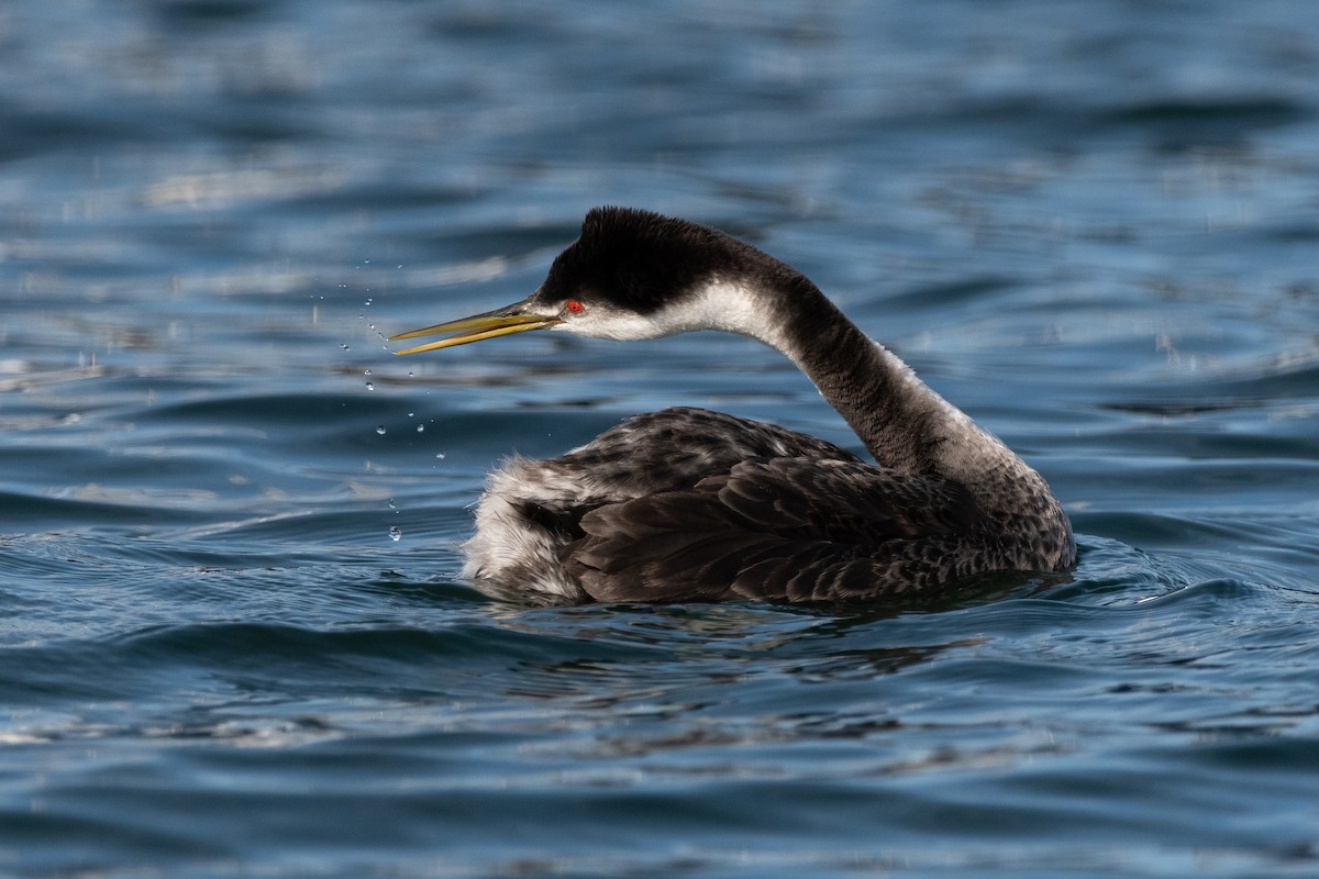 Western x Clark's Grebe (hybrid) - ML614272550