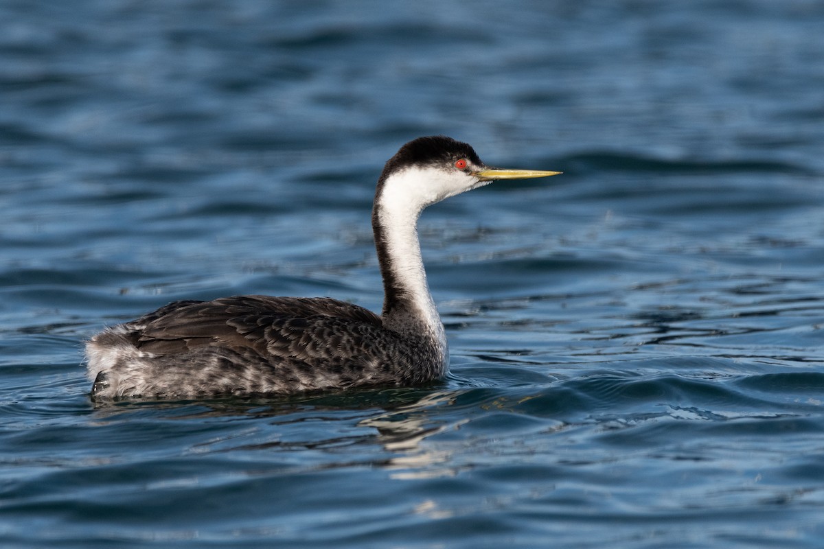 Western x Clark's Grebe (hybrid) - ML614272559