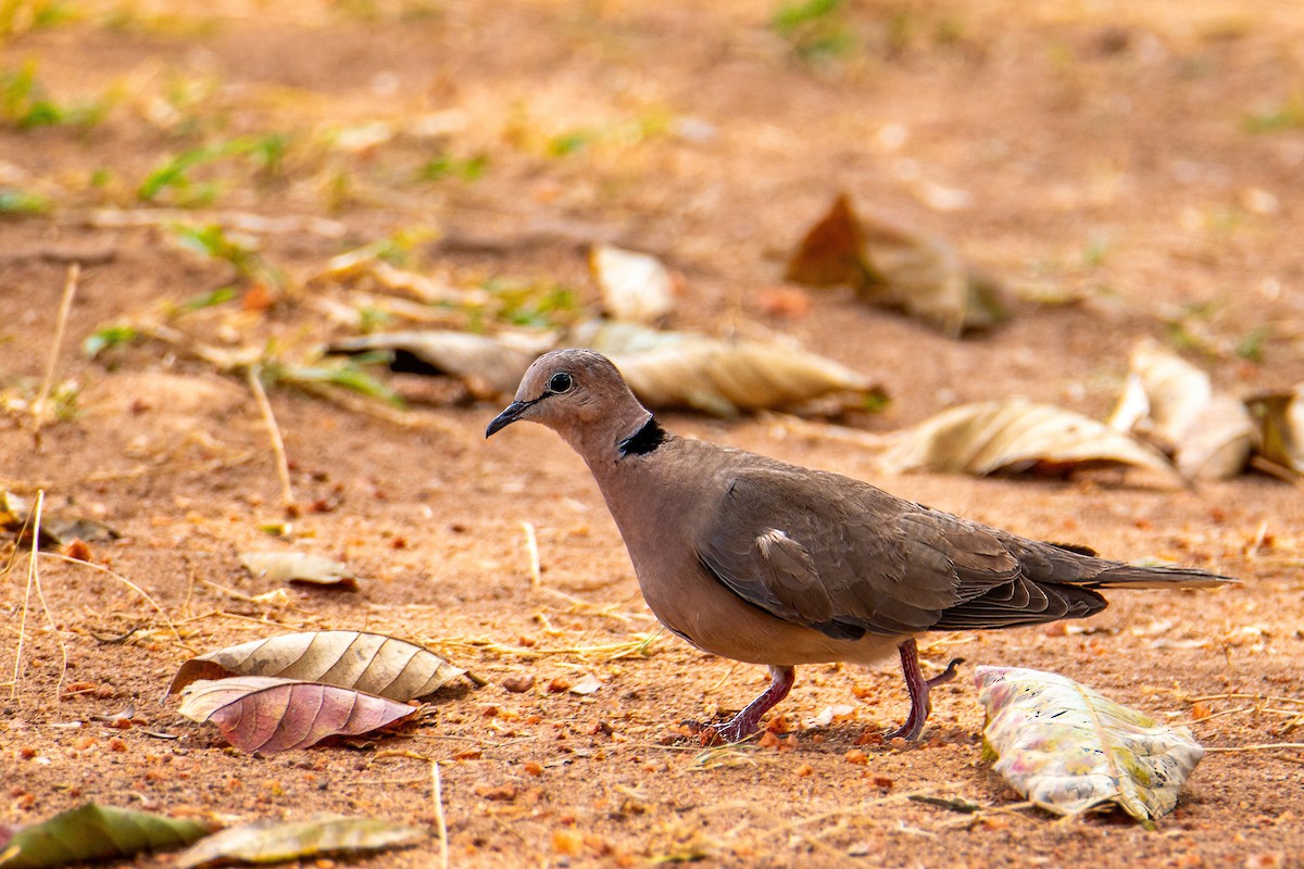 vindue - ML614272623