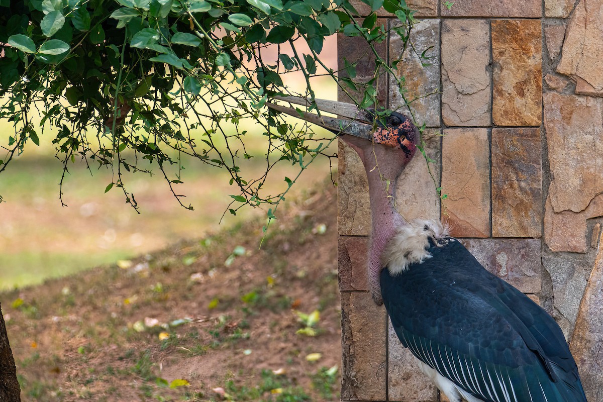 marabustork - ML614272624