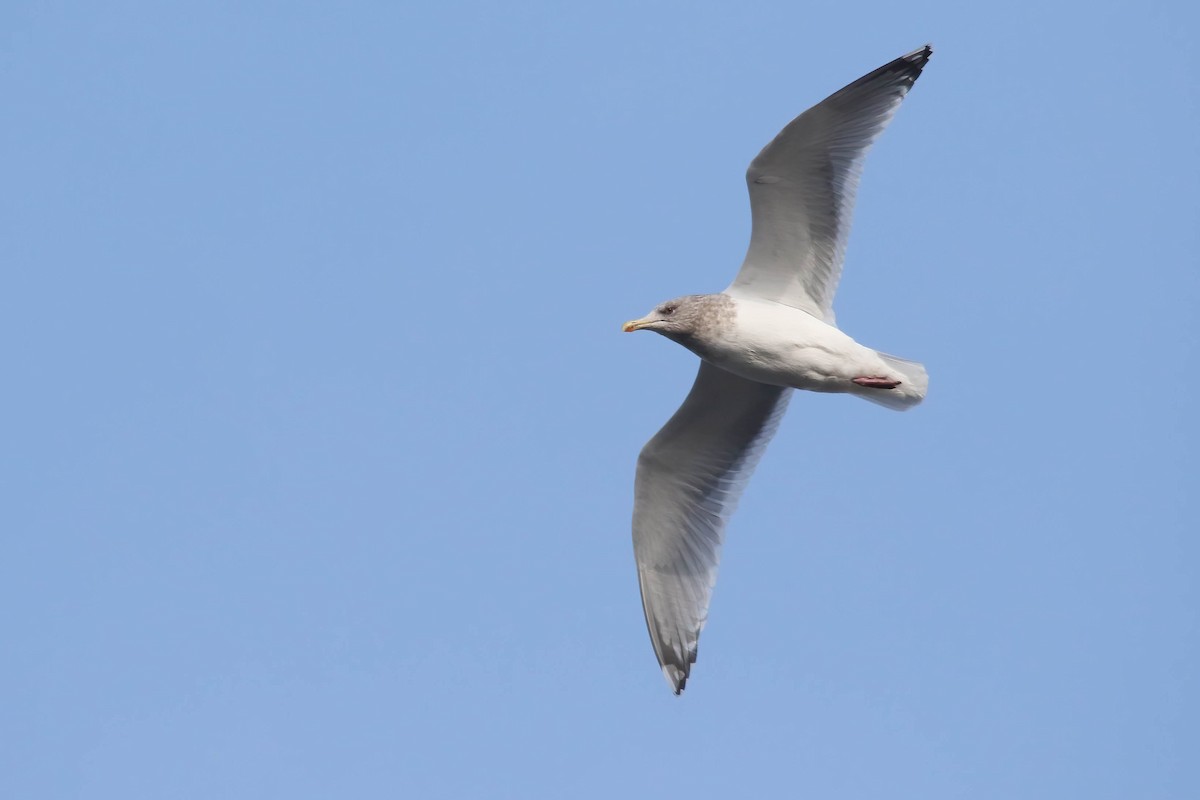 Gaviota Groenlandesa - ML614272649