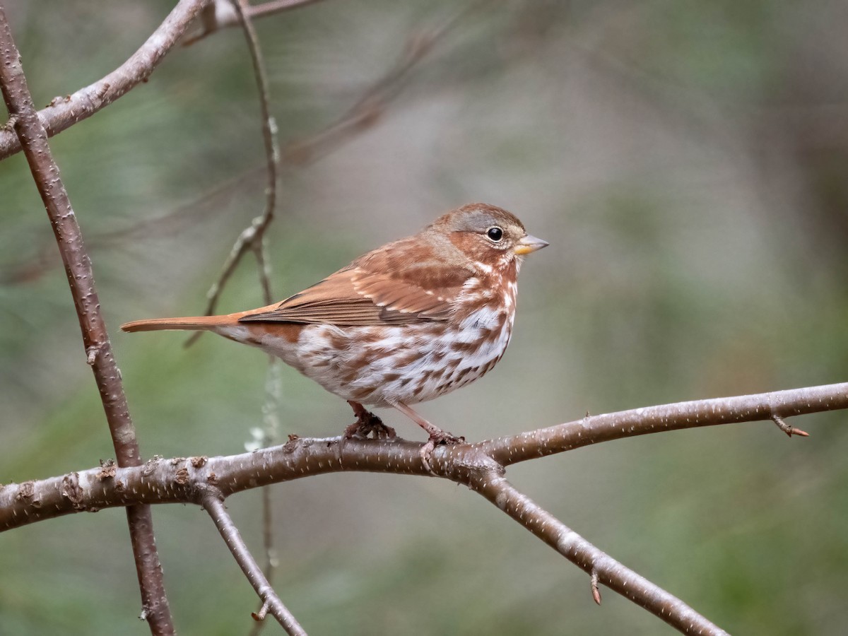 Fox Sparrow - ML614272657