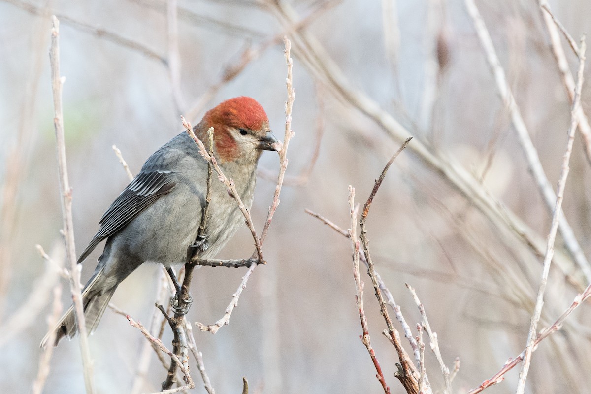 Pine Grosbeak - ML614272709