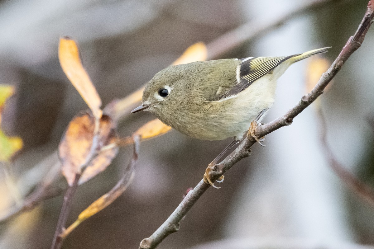 Ruby-crowned Kinglet - ML614272724