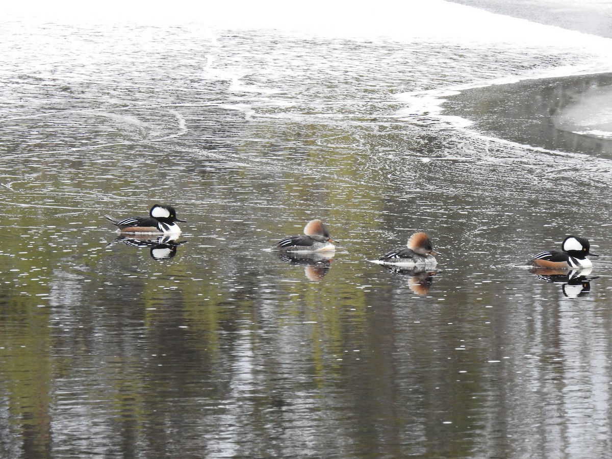 Hooded Merganser - ML614272740