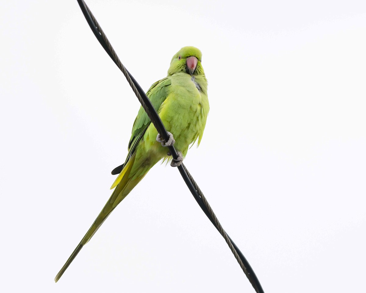 Rose-ringed Parakeet - ML614272755