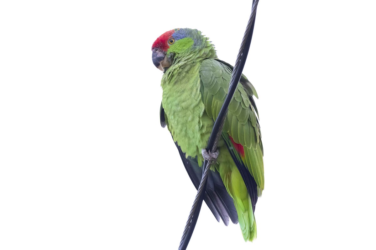 Red-crowned Parrot - ML614272762