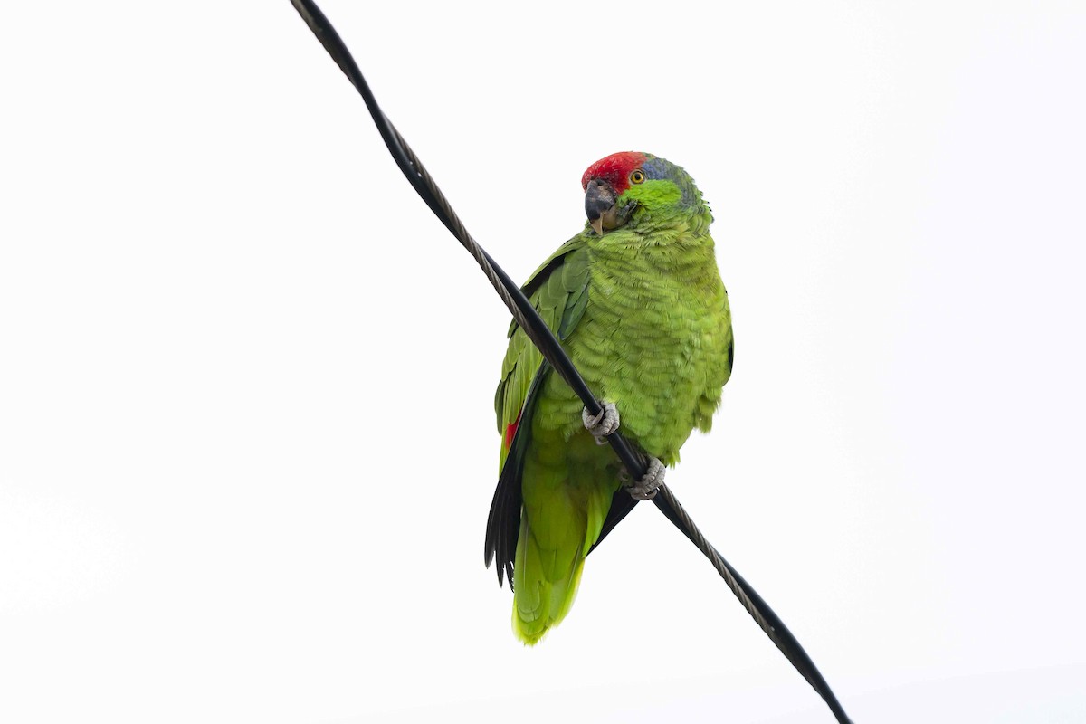 Red-crowned Parrot - ML614272763