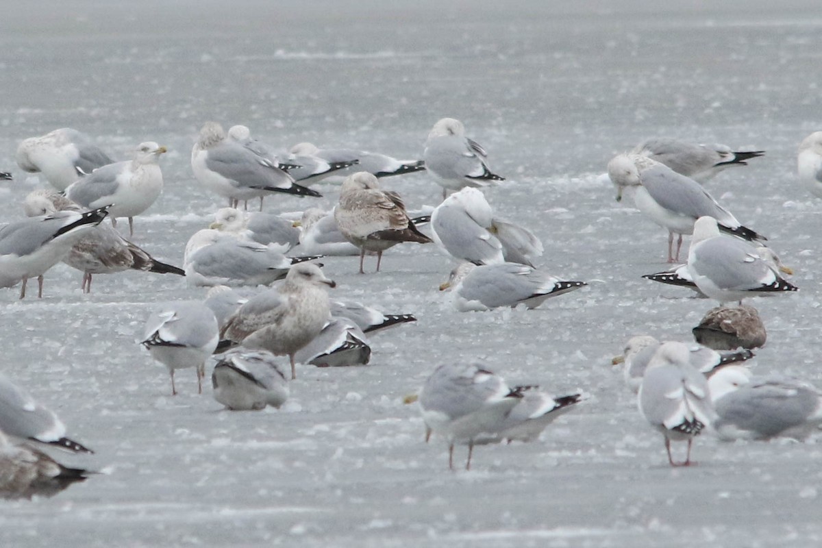 goéland sp. (Larus sp.) - ML614272775