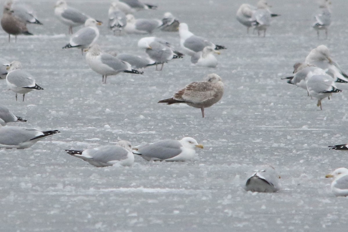 goéland sp. (Larus sp.) - ML614272776