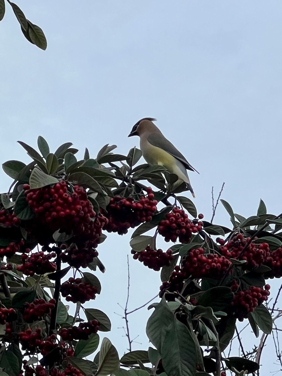 Cedar Waxwing - ML614272779